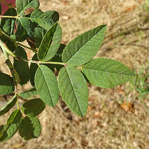 Busch-Rose / Rosa corymbifera