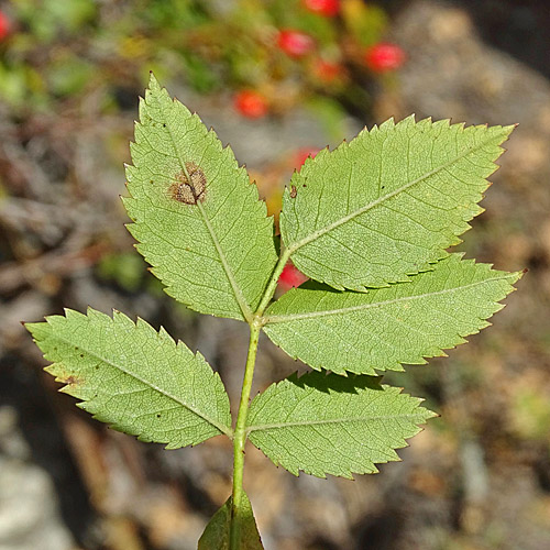 Busch-Rose / Rosa corymbifera