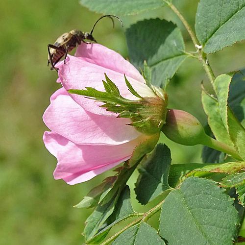 Busch-Rose / Rosa corymbifera