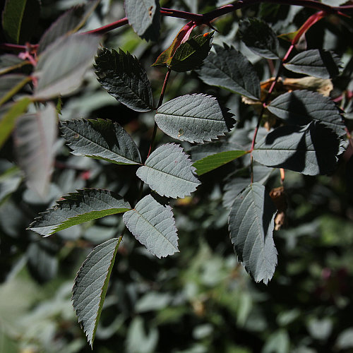 Bereifte Rose / Rosa glauca