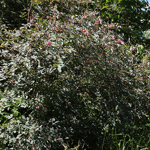 Bereifte Rose / Rosa glauca