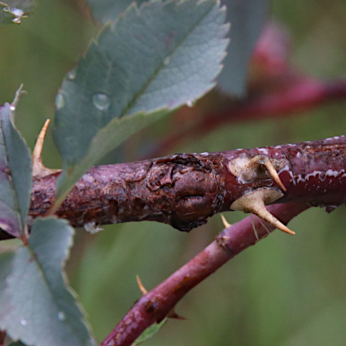 Bereifte Rose / Rosa glauca