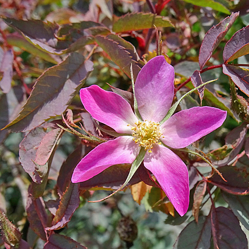 Bereifte Rose / Rosa glauca