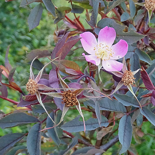 Bereifte Rose / Rosa glauca