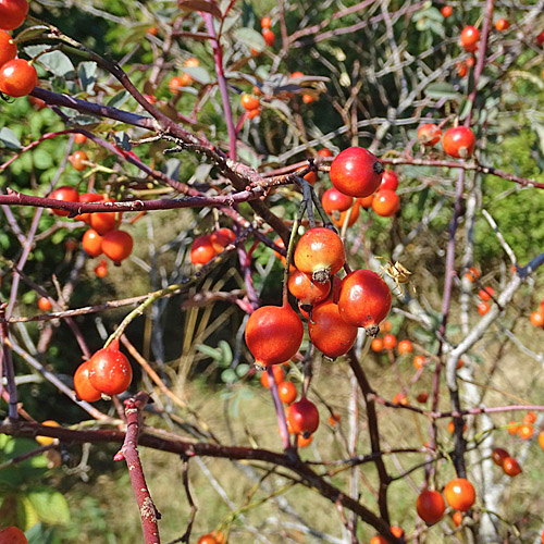 Bereifte Rose / Rosa glauca