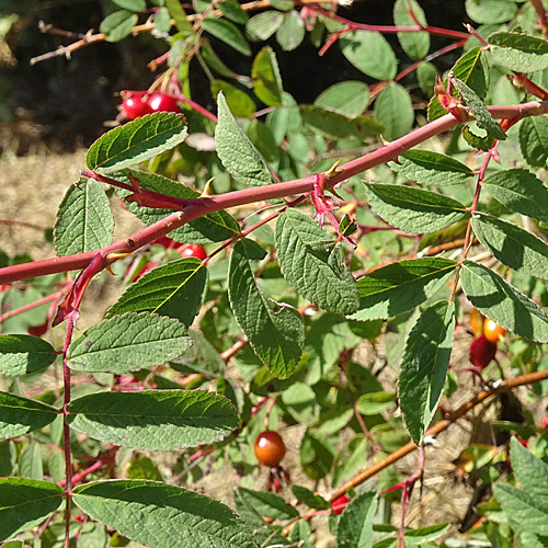 Zimt-Rose / Rosa majalis