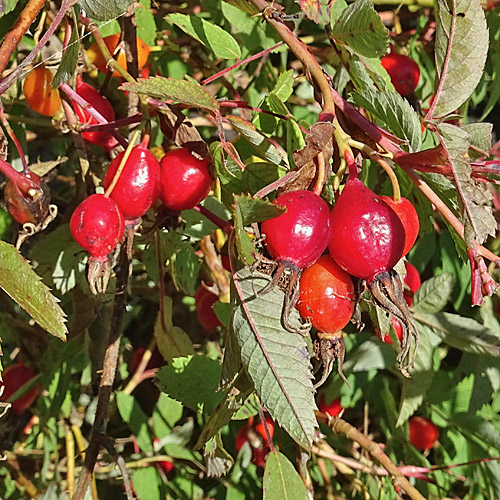 Zimt-Rose / Rosa majalis