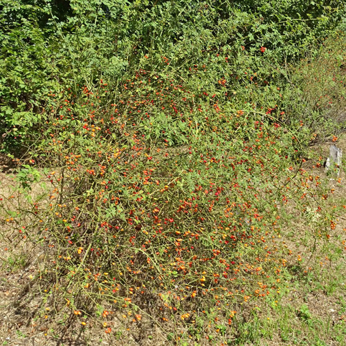 Kleinblütige Rose / Rosa micrantha