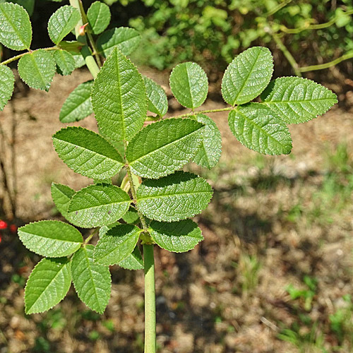 Kleinblütige Rose / Rosa micrantha