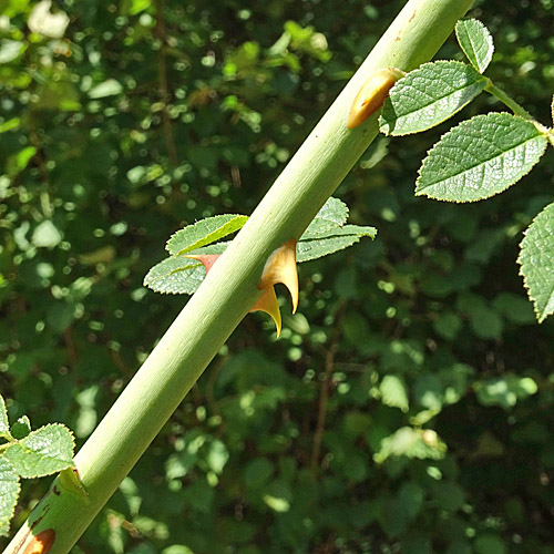 Kleinblütige Rose / Rosa micrantha