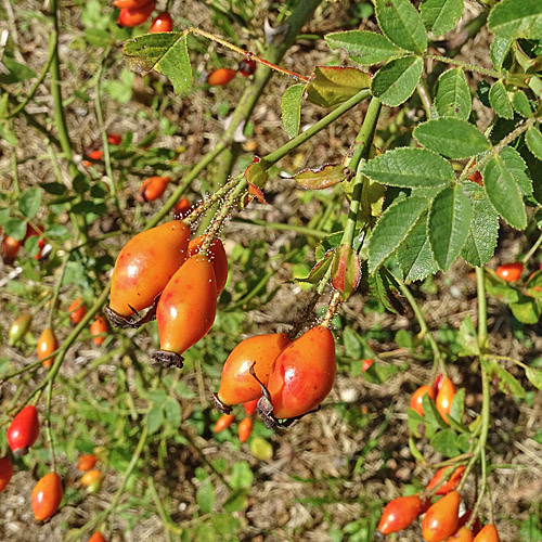 Kleinblütige Rose / Rosa micrantha