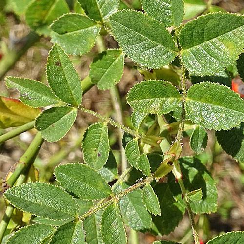 Kleinblütige Rose / Rosa micrantha