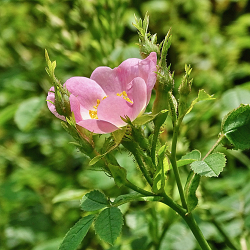 Kleinblütige Rose / Rosa micrantha