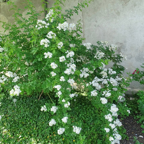 Vielblütige Rose / Rosa multiflora