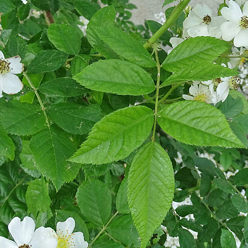 Vielblütige Rose / Rosa multiflora