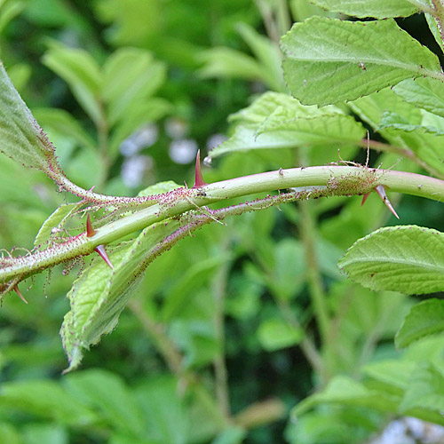 Vielblütige Rose / Rosa multiflora