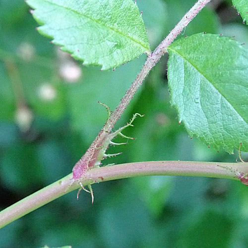 Vielblütige Rose / Rosa multiflora