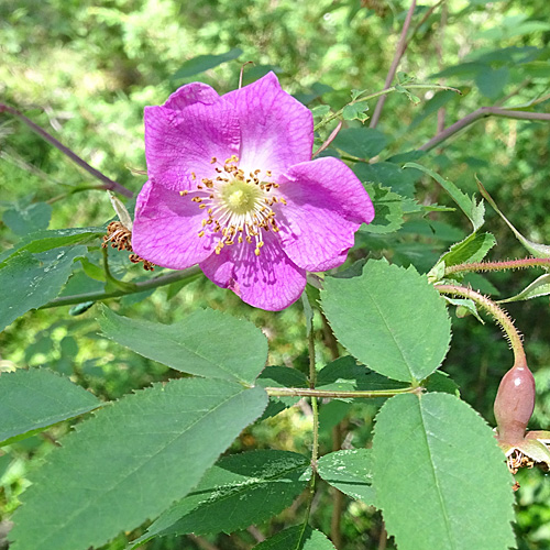 Alpen-Hagrose / Rosa pendulina