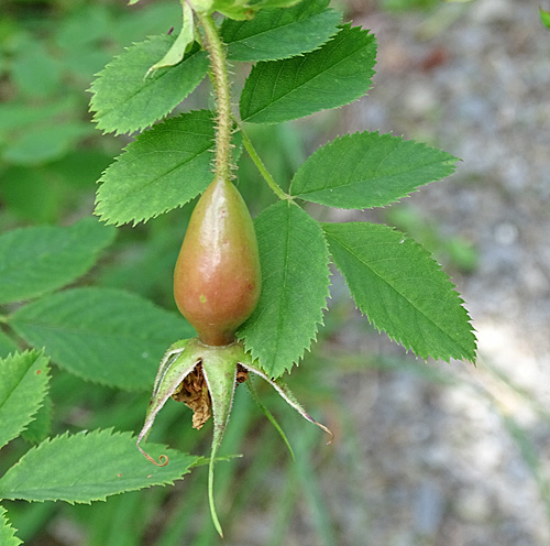 Alpen-Hagrose / Rosa pendulina