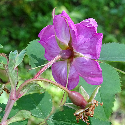 Alpen-Hagrose / Rosa pendulina