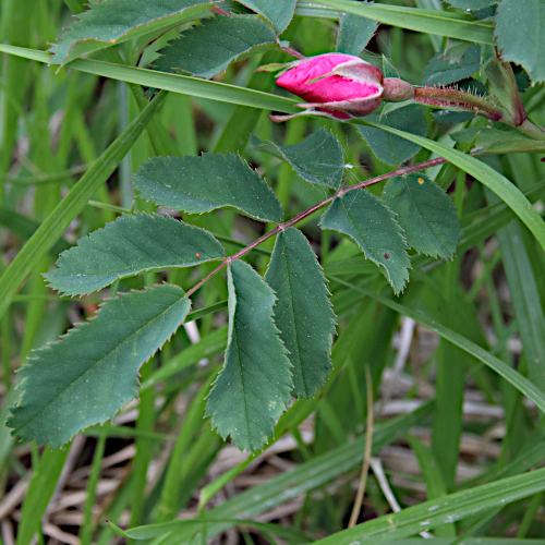 Alpen-Hagrose / Rosa pendulina