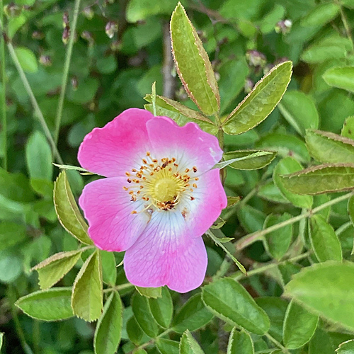Wein-Rose / Rosa rubiginosa