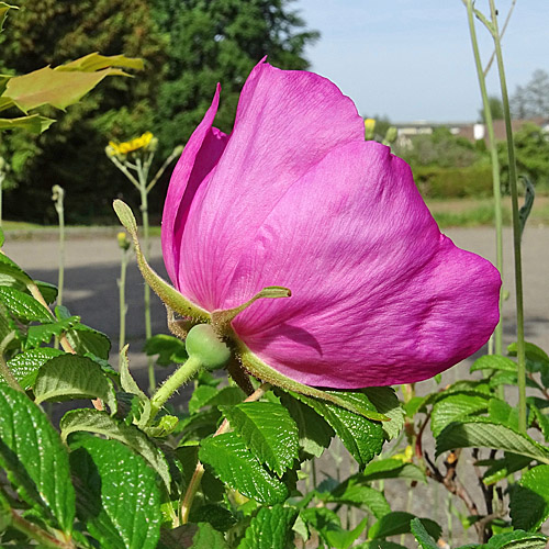 Kartoffel-Rose / Rosa rugosa