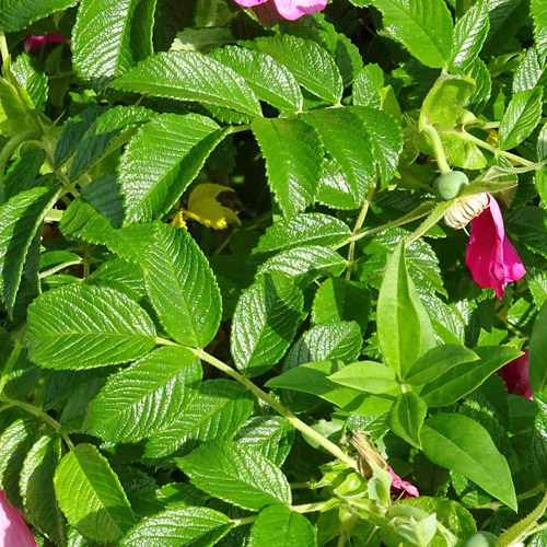 Kartoffel-Rose / Rosa rugosa