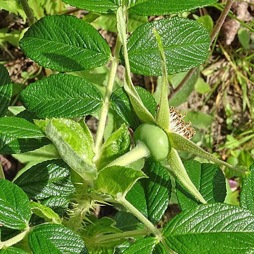 Kartoffel-Rose / Rosa rugosa