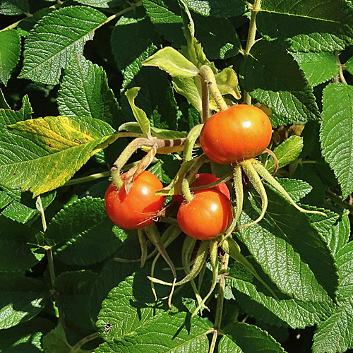 Kartoffel-Rose / Rosa rugosa