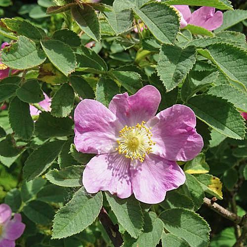 Sherards Rose / Rosa sherardii