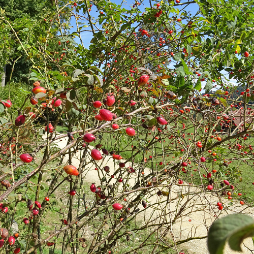 Sherards Rose / Rosa sherardii