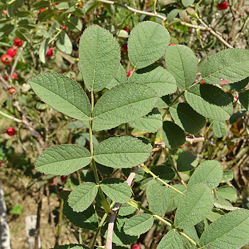 Sherards Rose / Rosa sherardii