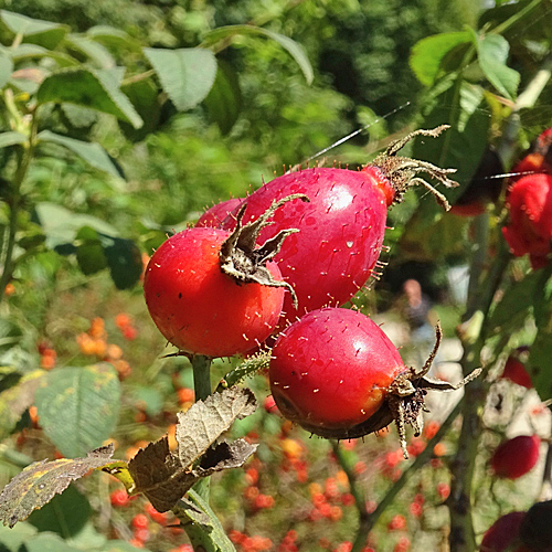 Sherards Rose / Rosa sherardii