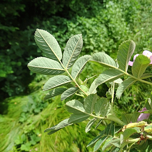 Sherards Rose / Rosa sherardii