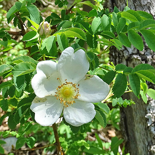 Reichstachelige Rose / Rosa spinosissima