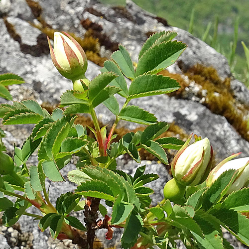 Reichstachelige Rose / Rosa spinosissima