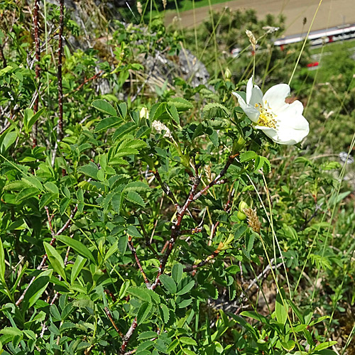 Reichstachelige Rose / Rosa spinosissima