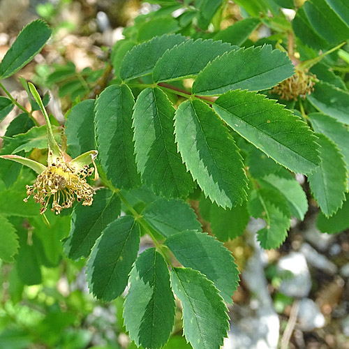 Reichstachelige Rose / Rosa spinosissima