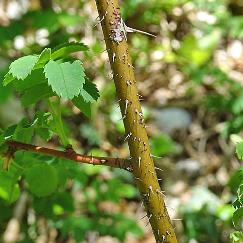 Reichstachelige Rose / Rosa spinosissima