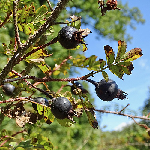 Reichstachelige Rose / Rosa spinosissima