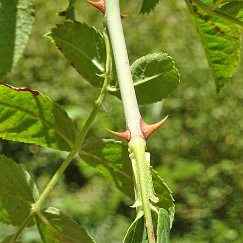 Filzige Rose / Rosa tomentosa