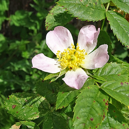 Filzige Rose / Rosa tomentosa