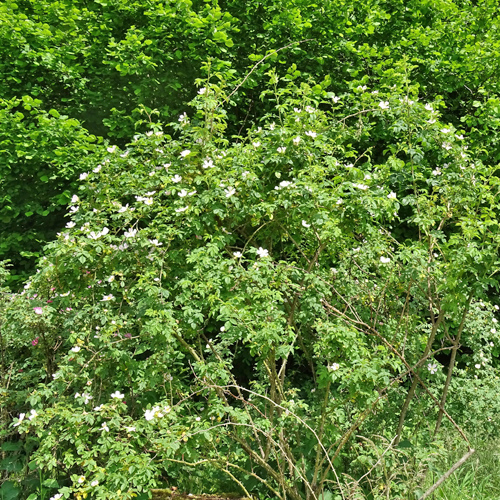 Filzige Rose / Rosa tomentosa