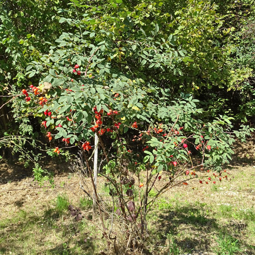 Apfel-Rose / Rosa villosa