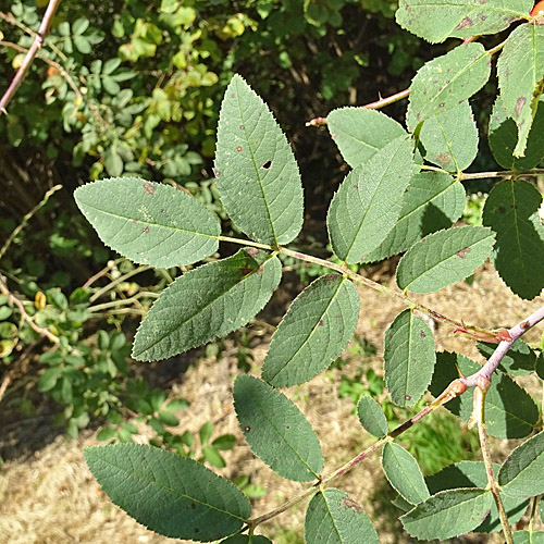 Apfel-Rose / Rosa villosa