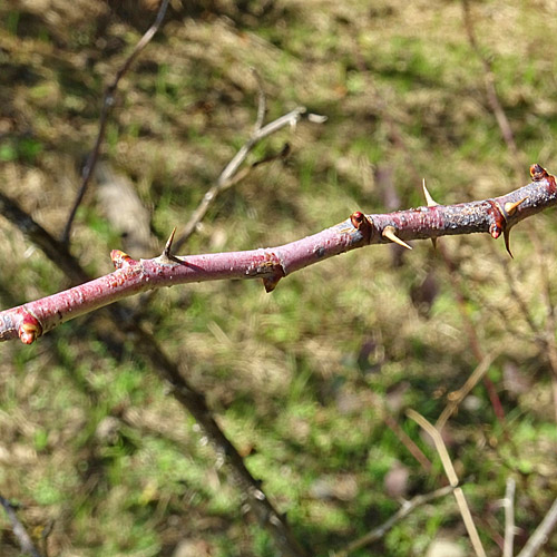 Apfel-Rose / Rosa villosa