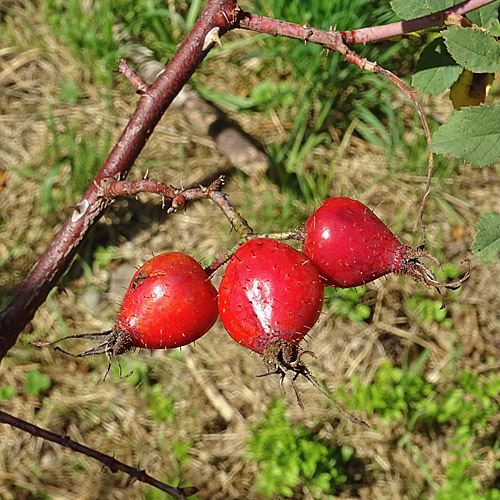 Apfel-Rose / Rosa villosa