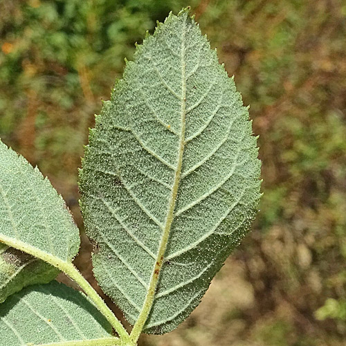 Apfel-Rose / Rosa villosa