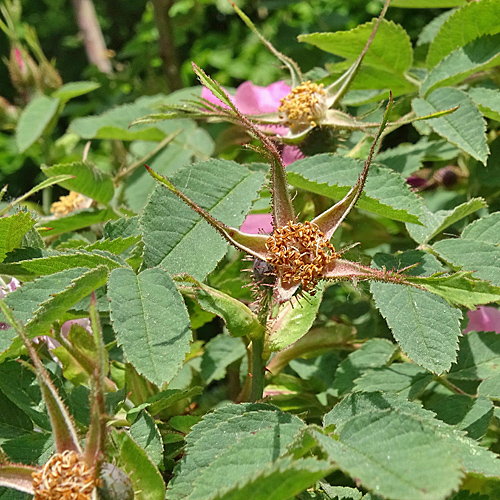 Apfel-Rose / Rosa villosa